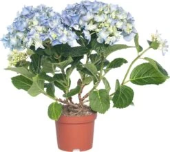 Hortensia (Hydrangea Macrophylla) Blauw D 10 H 20 Cm