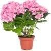 Hortensia (Hydrangea Macrophylla) Roze D 10 H 20 Cm 2 Hortensia (Hydrangea Macrophylla) Roze D 10 H 20 Cm -Groene Bloom Winkel 8717191059480 1