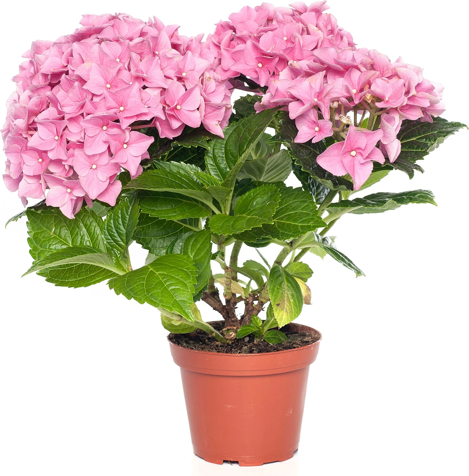 Hortensia (Hydrangea Macrophylla) Roze D 10 H 20 Cm 3 Hortensia (Hydrangea Macrophylla) Roze D 10 H 20 Cm