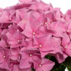 Hortensia (Hydrangea Macrophylla) Roze D 10 H 20 Cm 5 Hortensia (Hydrangea Macrophylla) Roze D 10 H 20 Cm -Groene Bloom Winkel 8717191059480 1 2