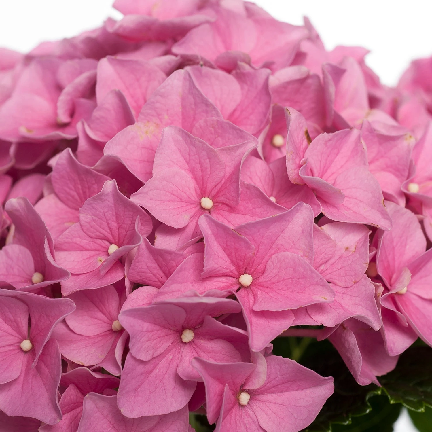 Hortensia (Hydrangea Macrophylla) Roze D 10 H 20 Cm 4 Hortensia (Hydrangea Macrophylla) Roze D 10 H 20 Cm - Afbeelding 2