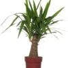 Yucca (Yucca 'Maya Tree') D 19 H 65 Cm -Groene Bloom Winkel 8717191064255 1