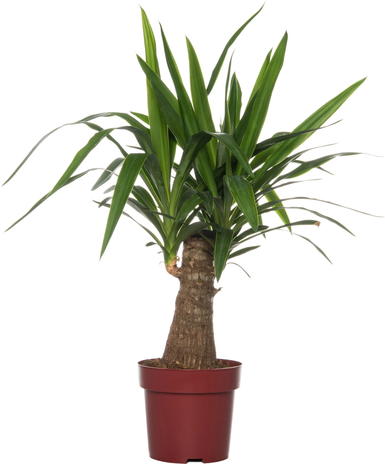 Yucca (Yucca 'Maya Tree') D 19 H 65 Cm 3 Yucca (Yucca 'Maya Tree') D 19 H 65 Cm