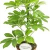 Vingersboom (Schefflera Arboricola 'Nora') D 13 H 45 Cm -Groene Bloom Winkel 8717191064613 1