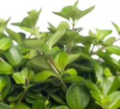 Peperomia (Peperomia Rotundifolia) D 12 H 15 Cm -Groene Bloom Winkel 8717191066112 1 1