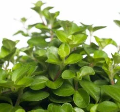 Peperomia (Peperomia Rotundifolia) D 15 H 25 Cm -Groene Bloom Winkel 8717191066129 1 1