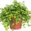 Peperomia (Peperomia Rotundifolia) D 15 H 25 Cm -Groene Bloom Winkel 8717191066129 3 1