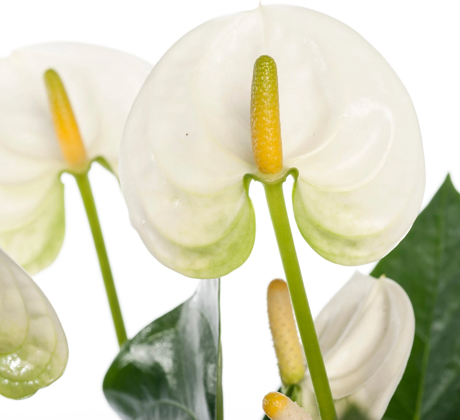 Flamingoplant (Anthurium Andreanum 'White') D 12 H 35 Cm 4 Flamingoplant (Anthurium Andreanum 'White') D 12 H 35 Cm - Afbeelding 2