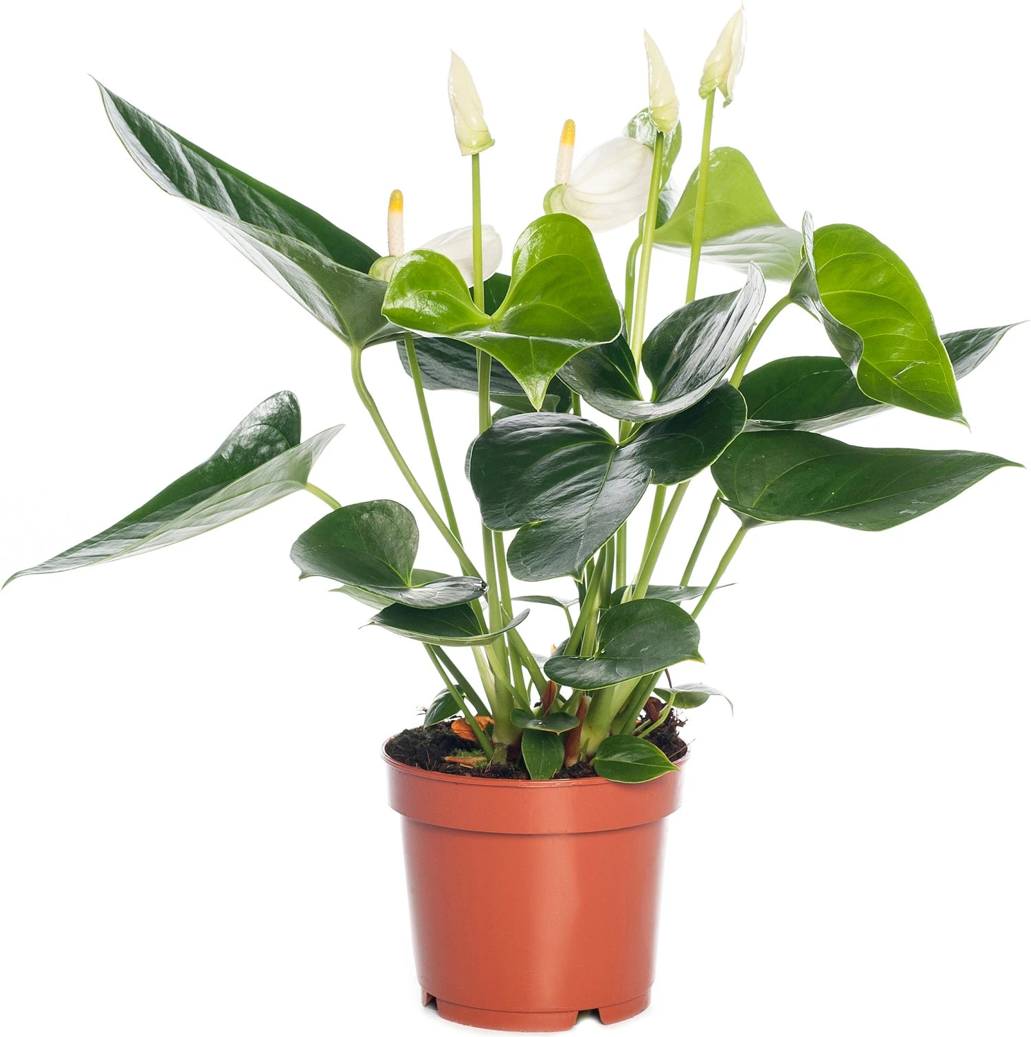 Flamingoplant (Anthurium Andreanum 'White') D 12 H 35 Cm 3 Flamingoplant (Anthurium Andreanum 'White') D 12 H 35 Cm