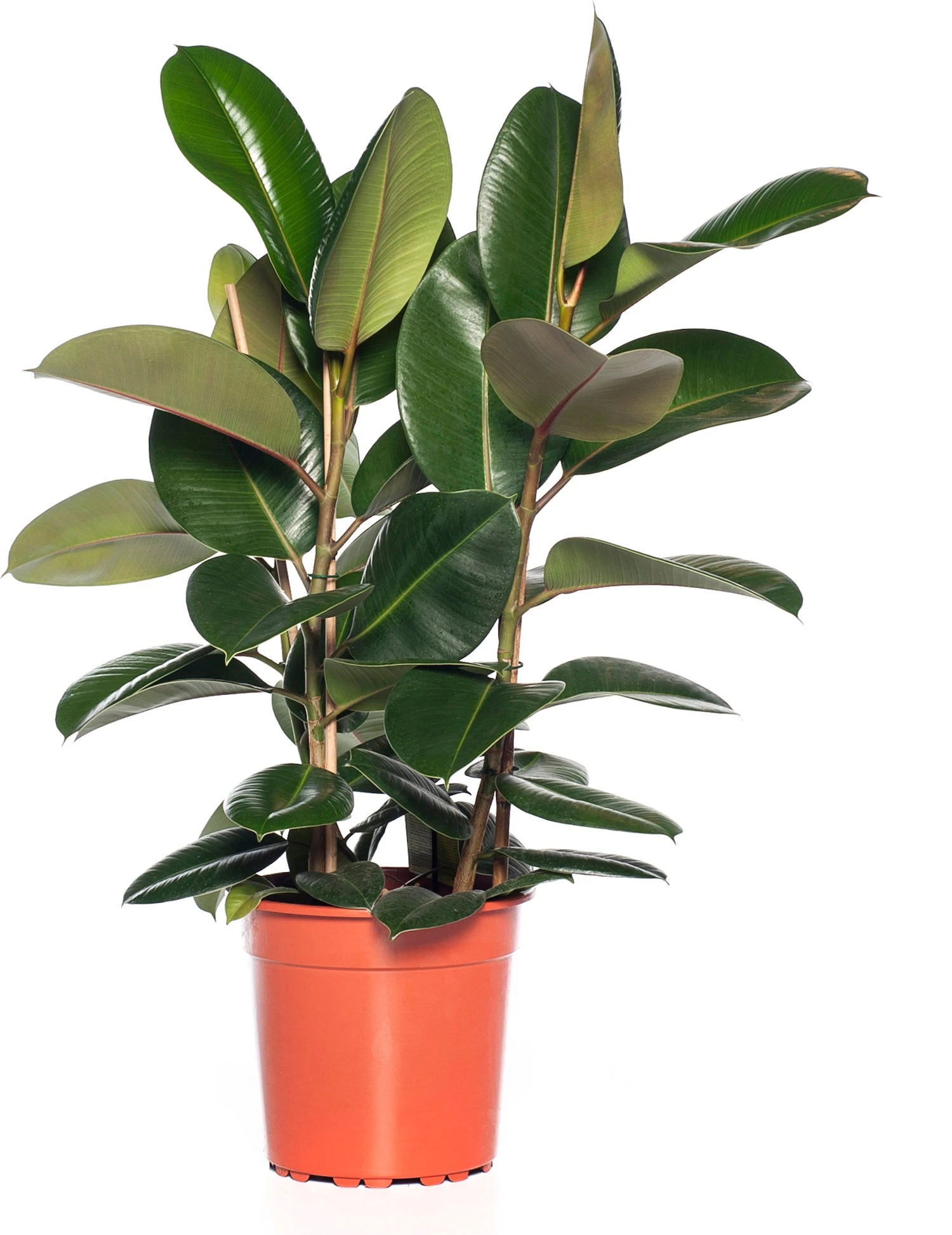 Rubberboom (Ficus Elastica 'Robusta') D 24 H 85 Cm 3 Rubberboom (Ficus Elastica 'Robusta') D 24 H 85 Cm