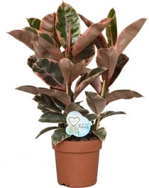 Rubberboom (Ficus Elastica 'Belize') - D 24 Cm 3 Rubberboom (Ficus Elastica 'Belize') - D 24 Cm