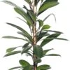 Groene Vijg (Ficus Cyathistipula) D 21 H 100 Cm -Groene Bloom Winkel 8717191072939 1