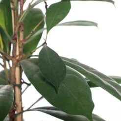 Groene Vijg (Ficus Cyathistipula) D 21 H 100 Cm -Groene Bloom Winkel 8717191072939 2