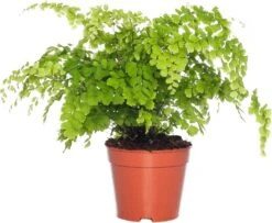 Venushaar (Adiantum Raddianum 'Fragrans') D 14 H 40 Cm