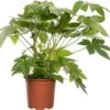 Vingerplant (Fatsia Japonica) D 19 H 70 Cm 2 Vingerplant (Fatsia Japonica) D 19 H 70 Cm -Groene Bloom Winkel 8717191260084