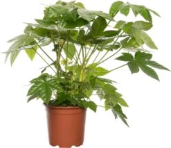 Vingerplant (Fatsia Japonica) D 19 H 70 Cm