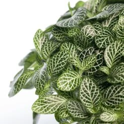 Mozaïekplant (Fittonia 'Mont Blanc') D 15 H 25 Cm 5 Mozaïekplant (Fittonia 'Mont Blanc') D 15 H 25 Cm -Groene Bloom Winkel 8717191290500 1 1