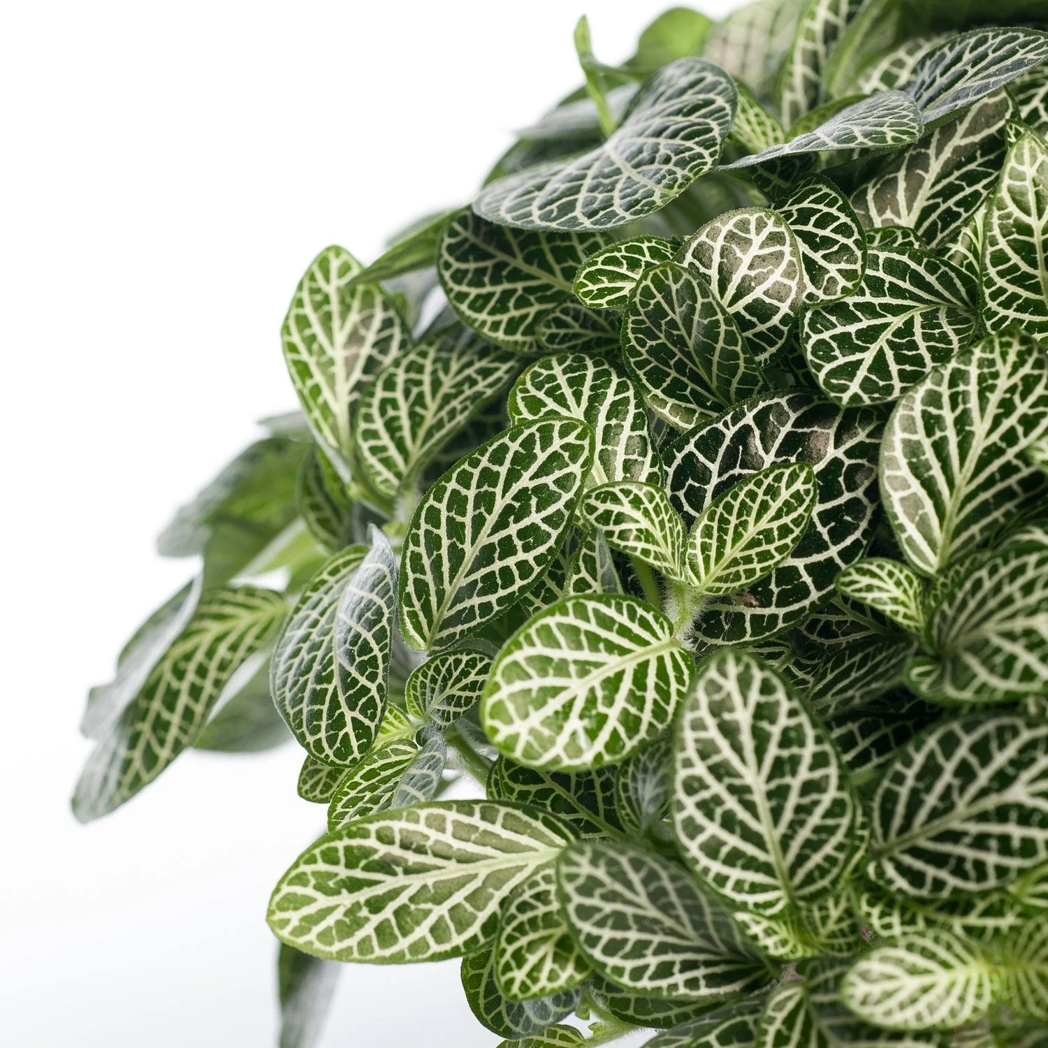 Mozaïekplant (Fittonia 'Mont Blanc') D 15 H 25 Cm 4 Mozaïekplant (Fittonia 'Mont Blanc') D 15 H 25 Cm - Afbeelding 2