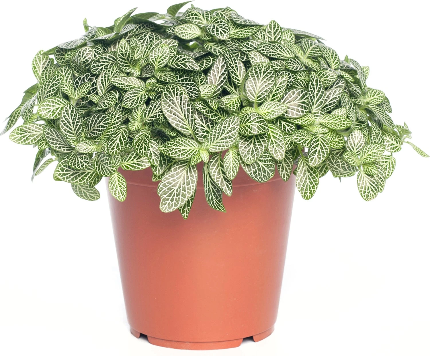 Mozaïekplant (Fittonia 'Mont Blanc') D 15 H 25 Cm 3 Mozaïekplant (Fittonia 'Mont Blanc') D 15 H 25 Cm