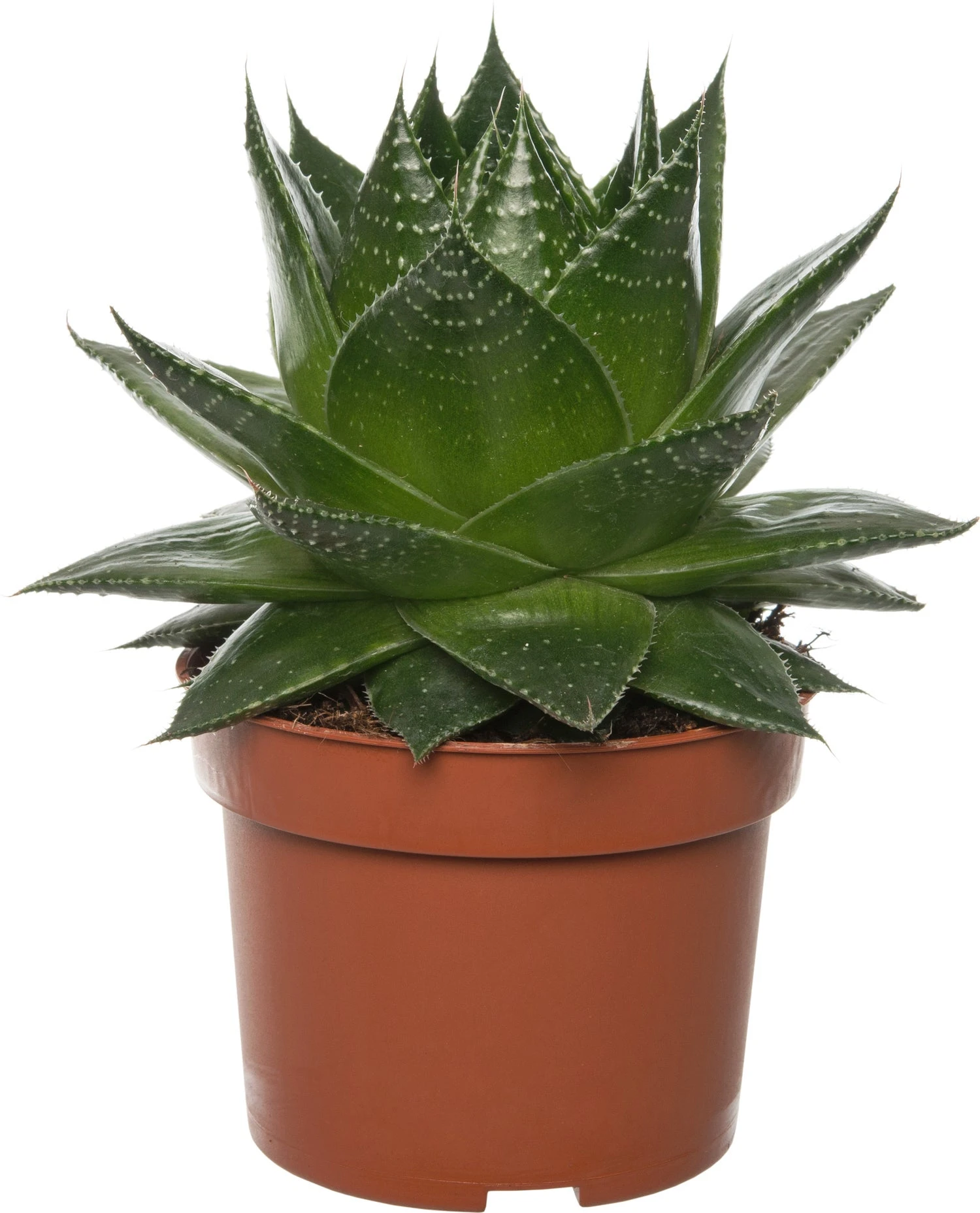 Aloë (Aloë Aristata 'Cosmo') D 10,5 H 17 Cm 3 Aloë (Aloë Aristata 'Cosmo') D 10,5 H 17 Cm