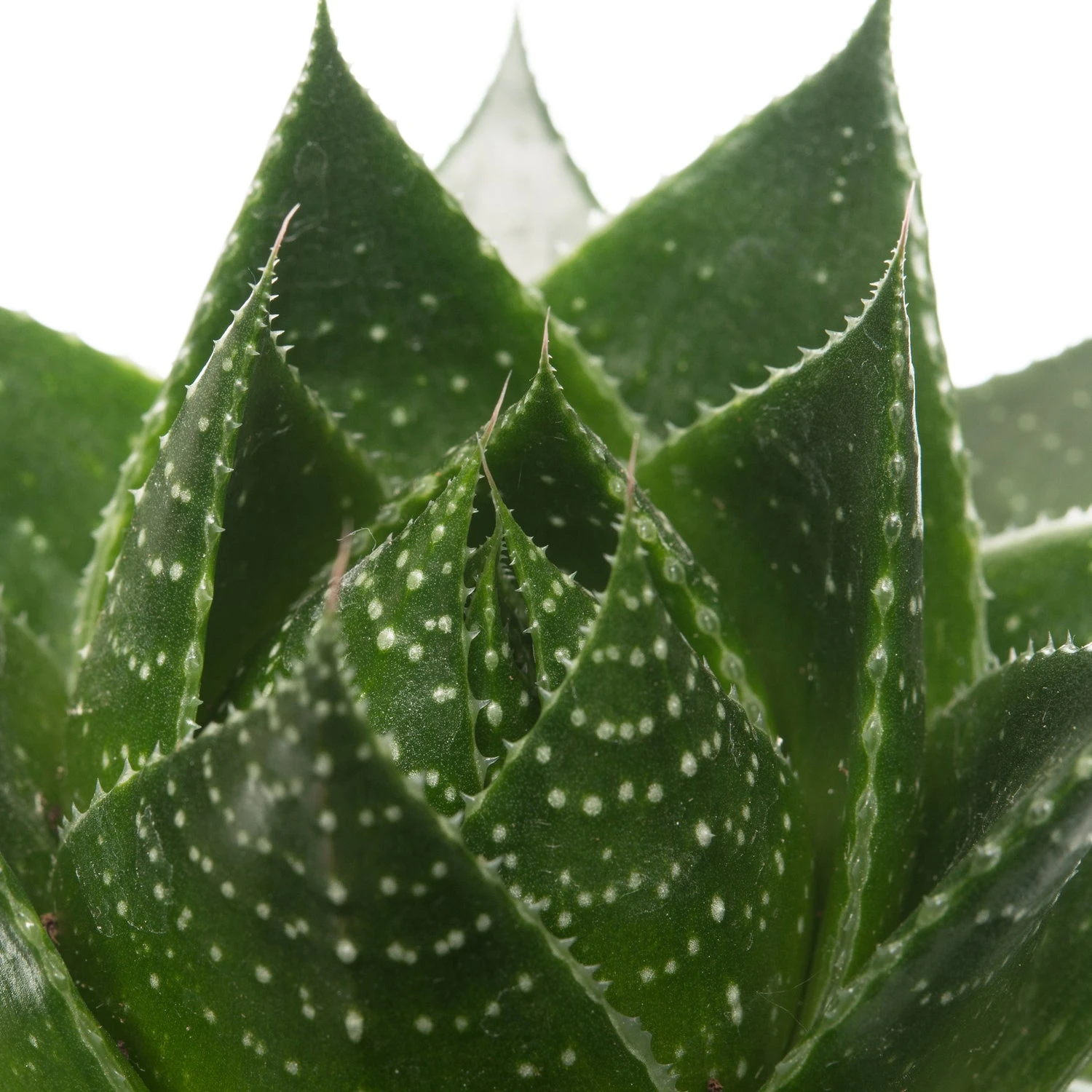 Aloë (Aloë Aristata 'Cosmo') D 10,5 H 17 Cm 4 Aloë (Aloë Aristata 'Cosmo') D 10,5 H 17 Cm - Afbeelding 2