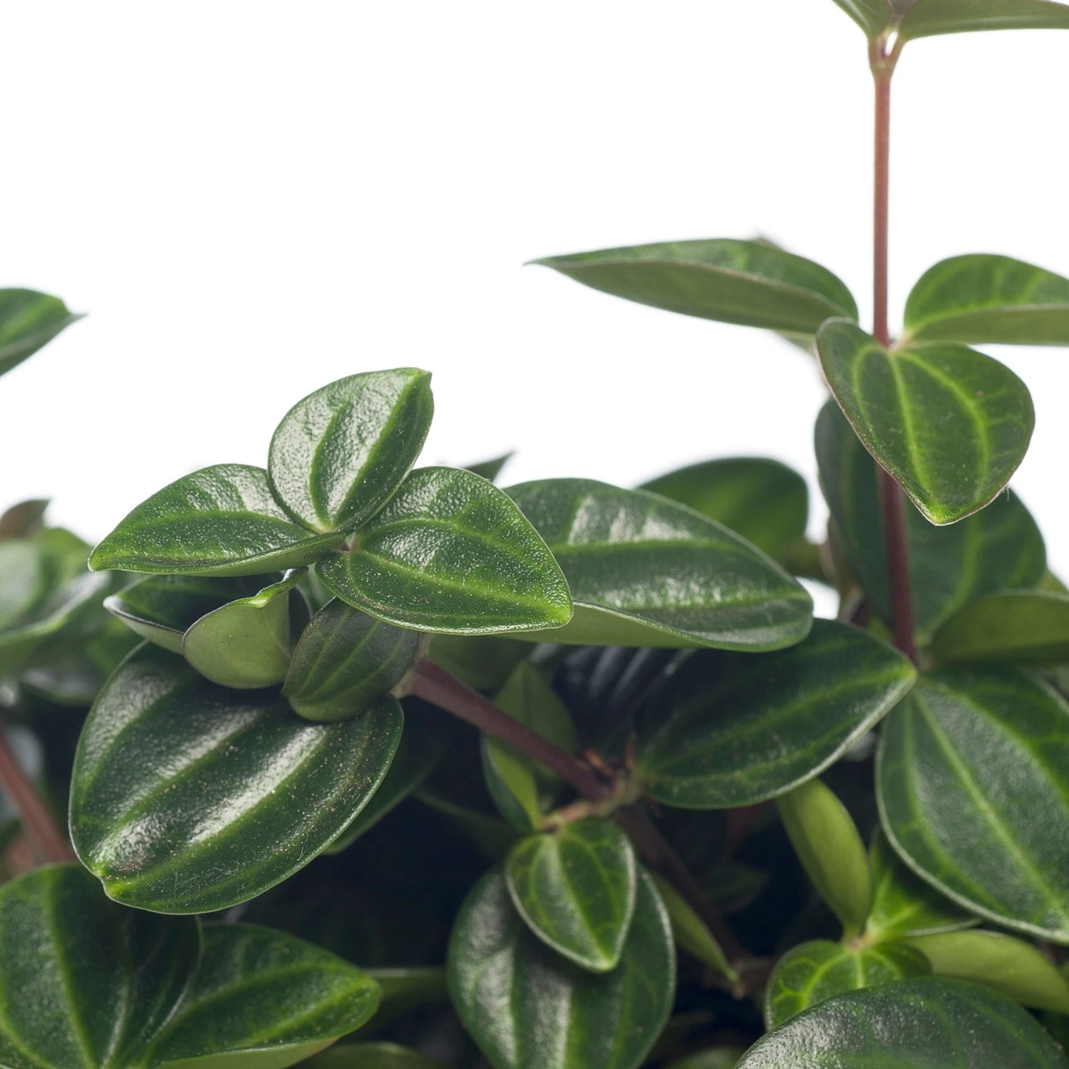 Peperomia (Peperomia Angulata) D 12 H 15 Cm 4 Peperomia (Peperomia Angulata) D 12 H 15 Cm - Afbeelding 2