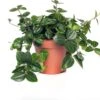 Peperomia (Peperomia Angulata) D 12 H 15 Cm 1 Peperomia (Peperomia Angulata) D 12 H 15 Cm -Groene Bloom Winkel 8717191433020 2 1