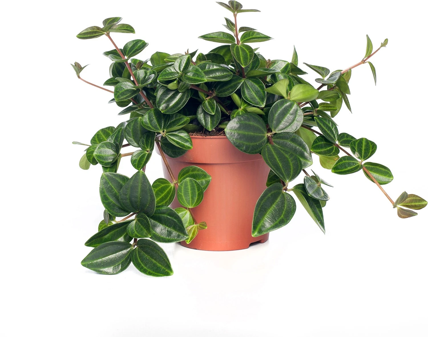Peperomia (Peperomia Angulata) D 12 H 15 Cm 3 Peperomia (Peperomia Angulata) D 12 H 15 Cm