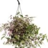 Vaderplant (Tradescantia Fluminensis 'Quadricolor') D 12 H 16 Cm 2 Vaderplant (Tradescantia Fluminensis 'Quadricolor') D 12 H 16 Cm -Groene Bloom Winkel 8717191449458