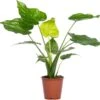 Olifantsoor (Alocasia Cucullata) D 19 H 70 Cm -Groene Bloom Winkel 8717191455633 2 1