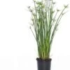 Dwergpapyrus (Cyperus Haspan) D 12 H 50 Cm -Groene Bloom Winkel 8717191464031