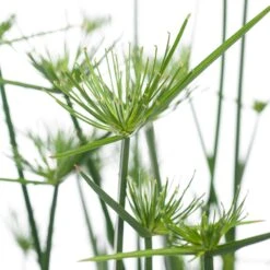 Dwergpapyrus (Cyperus Haspan) D 12 H 50 Cm -Groene Bloom Winkel 8717191464031 2