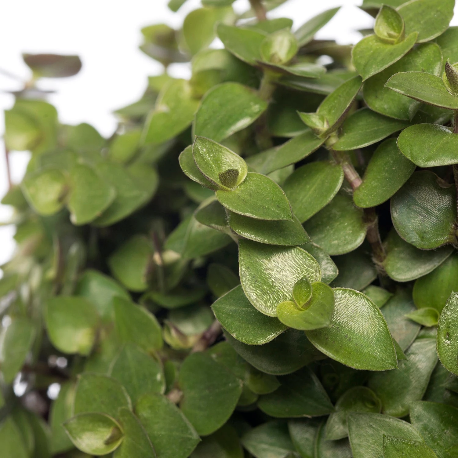 Schildpadplant (Callisia 'Turtle') D 12 H 15 Cm 4 Schildpadplant (Callisia 'Turtle') D 12 H 15 Cm - Afbeelding 2