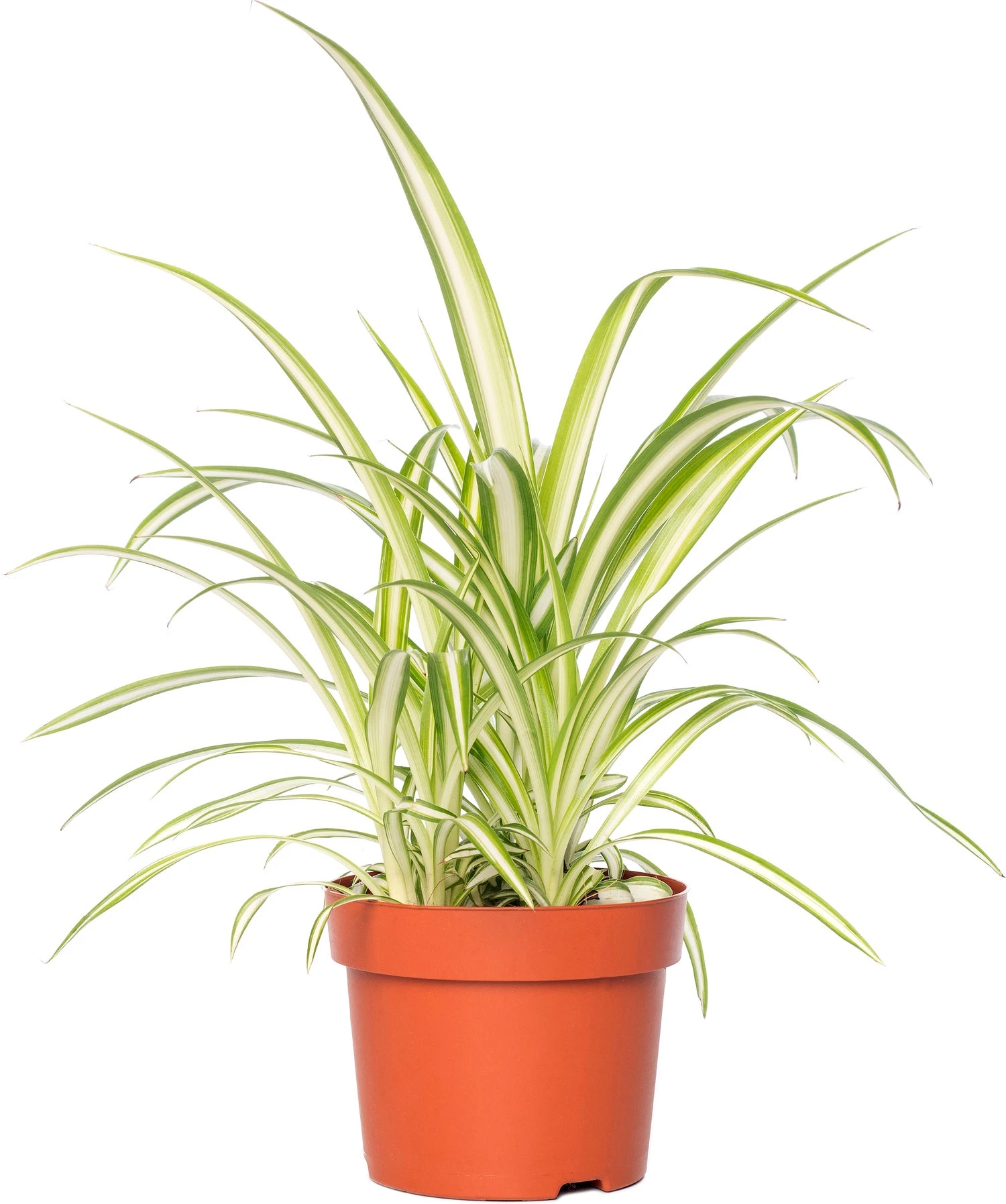 Graslelie (Chlorophytum Comosum) D 12 H 20 Cm 3 Graslelie (Chlorophytum Comosum) D 12 H 20 Cm