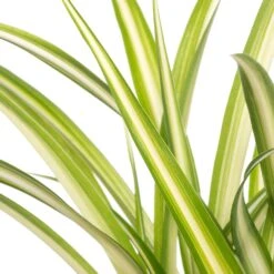 Graslelie (Chlorophytum Comosum) D 12 H 20 Cm 5 Graslelie (Chlorophytum Comosum) D 12 H 20 Cm -Groene Bloom Winkel 8717263021377 1 2