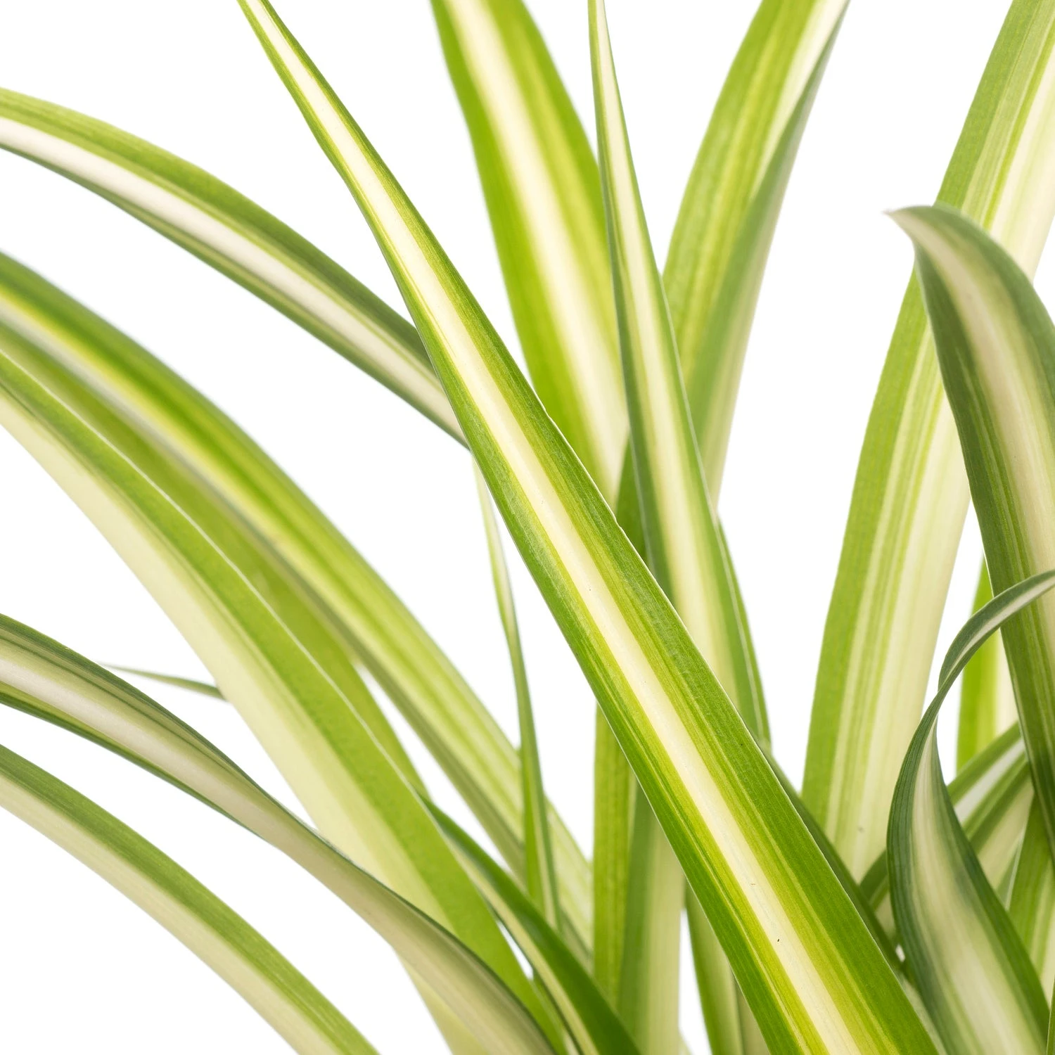 Graslelie (Chlorophytum Comosum) D 12 H 20 Cm 4 Graslelie (Chlorophytum Comosum) D 12 H 20 Cm - Afbeelding 2