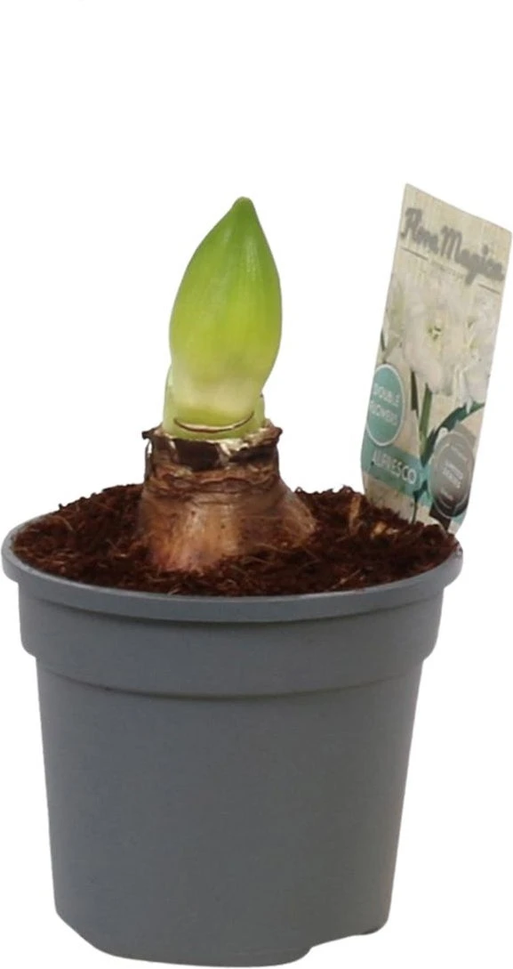 Amaryllis (Hippeastrum 'Alfresco') D 13 H 25 Cm 3 Amaryllis (Hippeastrum 'Alfresco') D 13 H 25 Cm