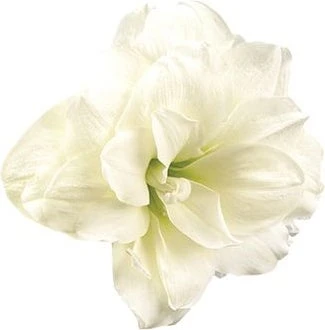 Amaryllis (Hippeastrum 'Alfresco') D 13 H 25 Cm 4 Amaryllis (Hippeastrum 'Alfresco') D 13 H 25 Cm - Afbeelding 2