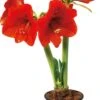 Amaryllis (Hippeastrum 'Royal Red') D 14 H 25 Cm 2 Amaryllis (Hippeastrum 'Royal Red') D 14 H 25 Cm -Groene Bloom Winkel 8717263102403 0 1
