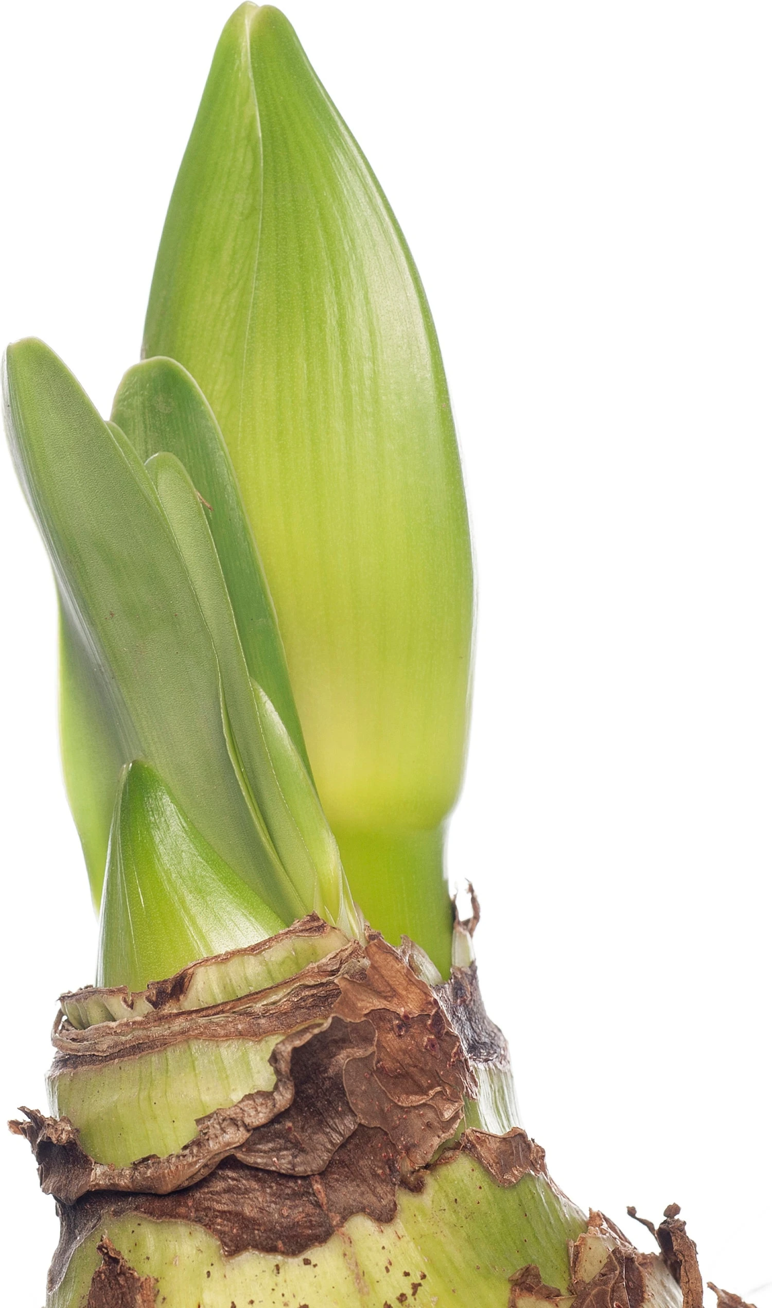 Amaryllis (Hippeastrum 'Royal Red') D 14 H 25 Cm 4 Amaryllis (Hippeastrum 'Royal Red') D 14 H 25 Cm - Afbeelding 2