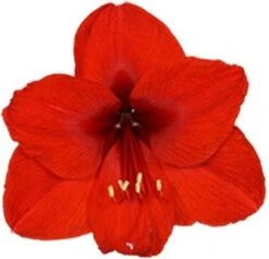Amaryllis (Hippeastrum 'Royal Red') D 14 H 25 Cm 8 Amaryllis (Hippeastrum 'Royal Red') D 14 H 25 Cm -Groene Bloom Winkel 8717263102403 2