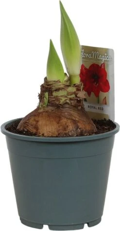 Amaryllis (Hippeastrum 'Royal Red') D 14 H 25 Cm 9 Amaryllis (Hippeastrum 'Royal Red') D 14 H 25 Cm -Groene Bloom Winkel 8717263102403 3