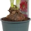 Amaryllis (Hippeastrum 'Sweet Pink') D 14 H 25 Cm 1 Amaryllis (Hippeastrum 'Sweet Pink') D 14 H 25 Cm -Groene Bloom Winkel 8717263102410