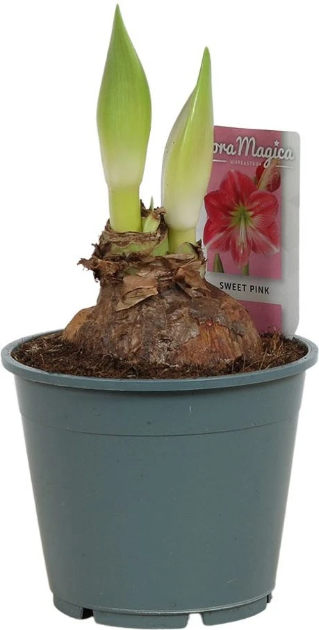 Amaryllis (Hippeastrum 'Sweet Pink') D 14 H 25 Cm 3 Amaryllis (Hippeastrum 'Sweet Pink') D 14 H 25 Cm