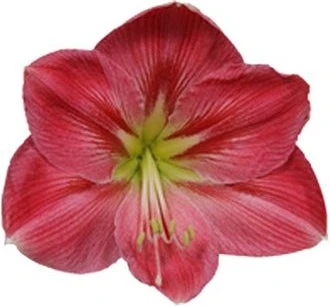 Amaryllis (Hippeastrum 'Sweet Pink') D 14 H 25 Cm 4 Amaryllis (Hippeastrum 'Sweet Pink') D 14 H 25 Cm - Afbeelding 2