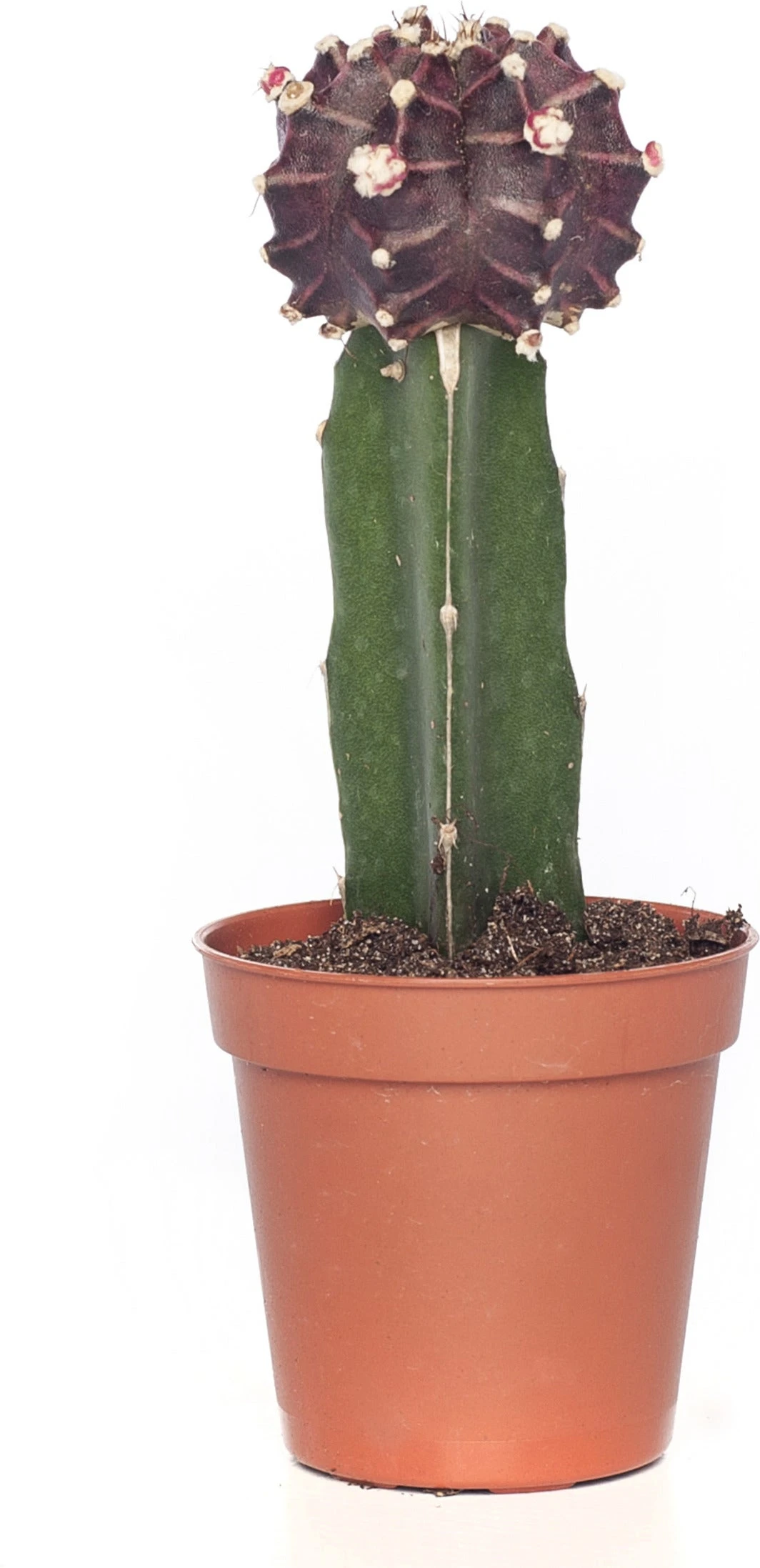 Maancactus (Gymnocalycium Mihanovichii) Rood D 5,5 H 14 Cm 2 Maancactus (Gymnocalycium Mihanovichii) Rood D 5,5 H 14 Cm