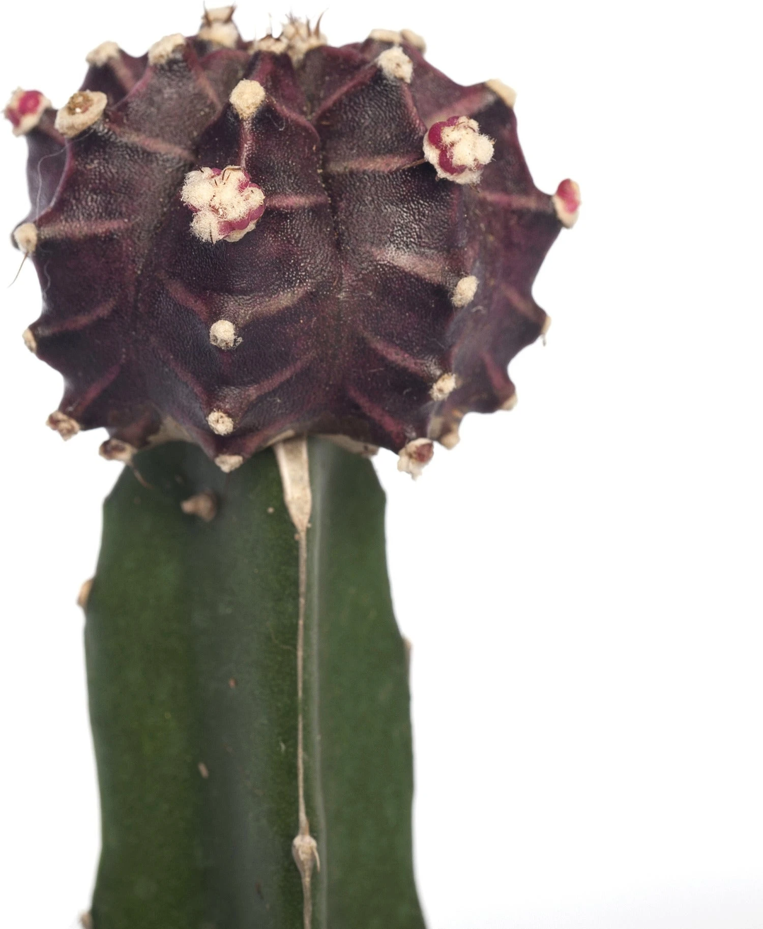 Maancactus (Gymnocalycium Mihanovichii) Rood D 5,5 H 14 Cm 3 Maancactus (Gymnocalycium Mihanovichii) Rood D 5,5 H 14 Cm - Afbeelding 2