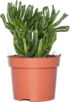 Crassula (Crassula Ovata 'Hobbit') D 12 H 20 Cm