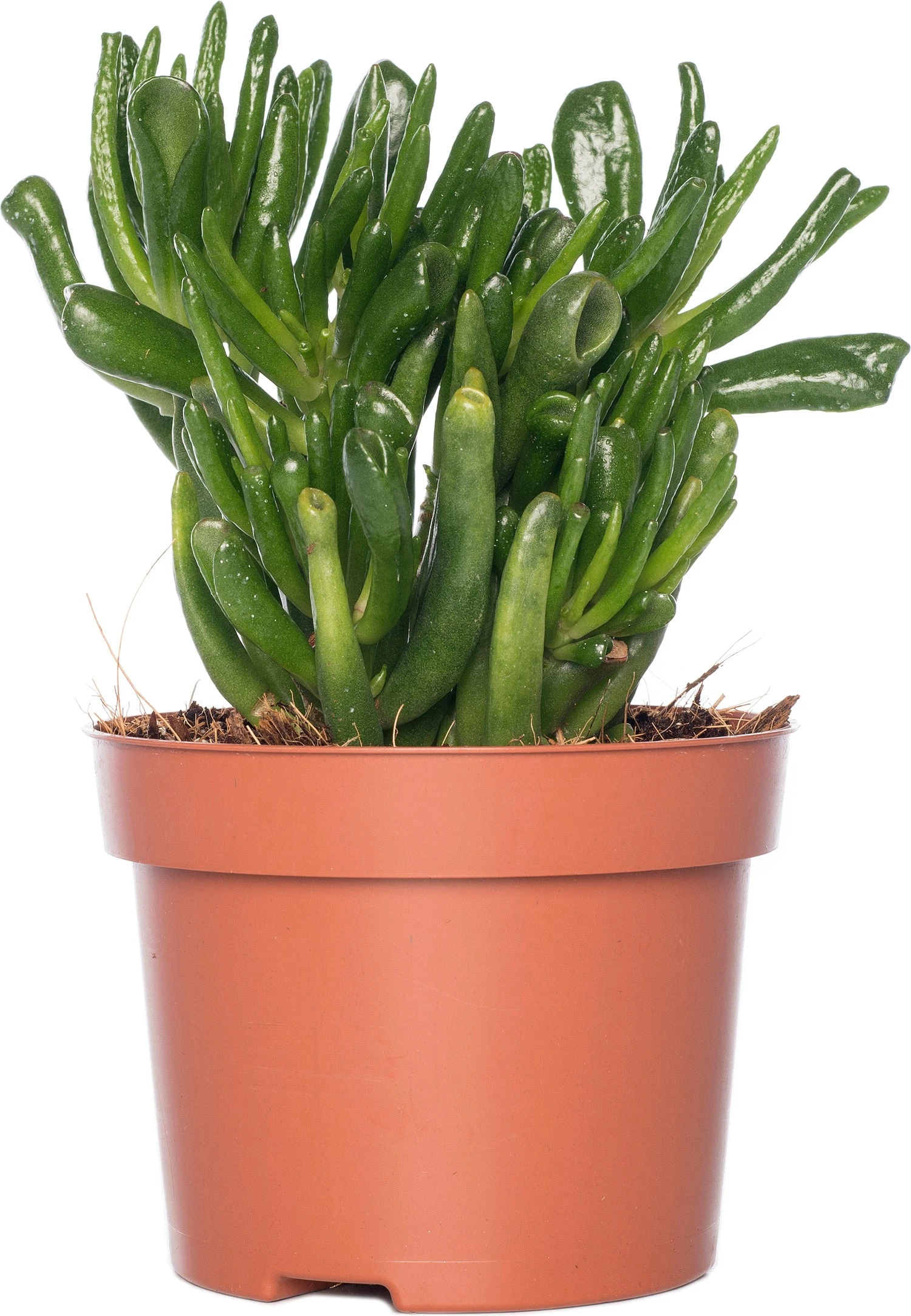 Crassula (Crassula Ovata 'Hobbit') D 12 H 20 Cm 3 Crassula (Crassula Ovata 'Hobbit') D 12 H 20 Cm