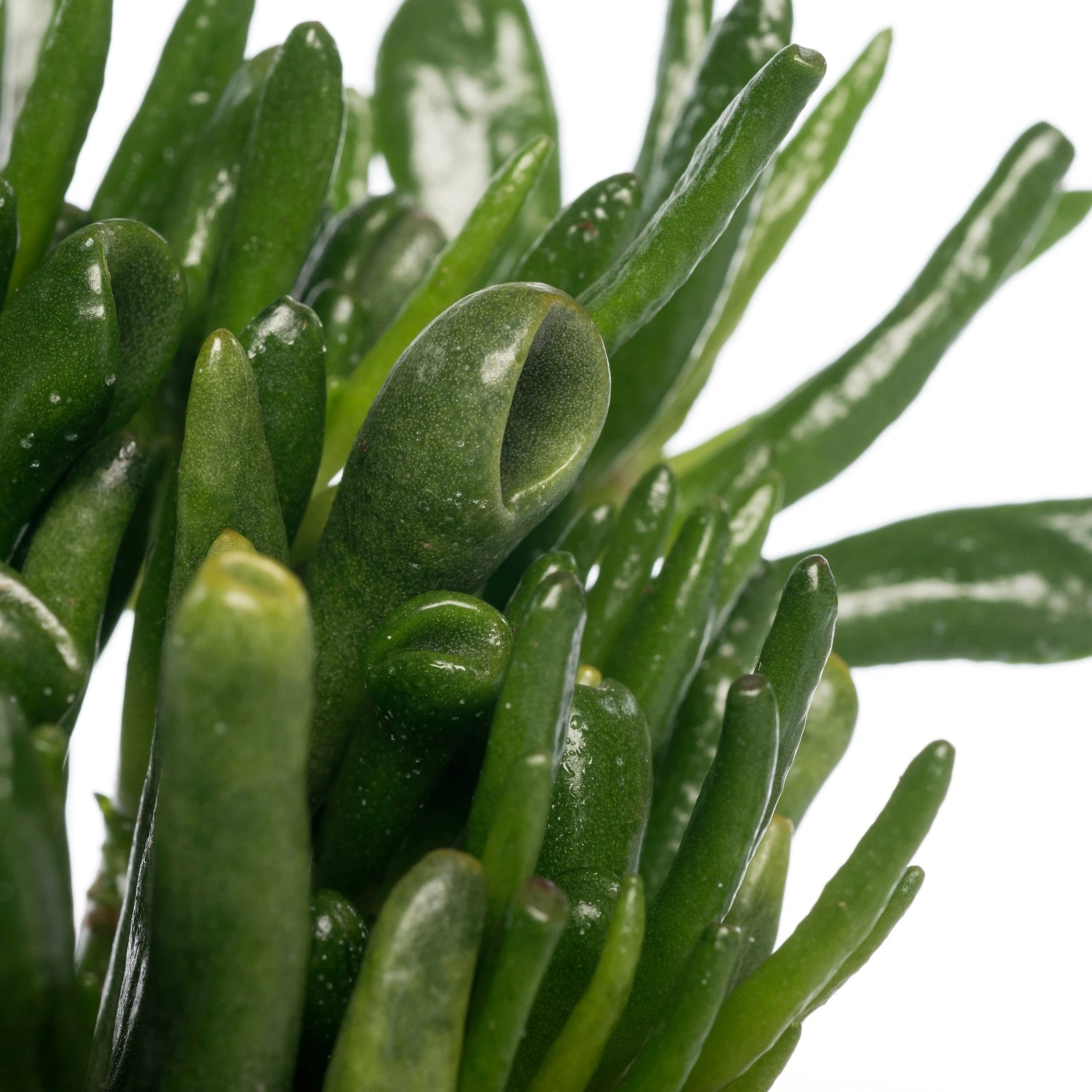 Crassula (Crassula Ovata 'Hobbit') D 12 H 20 Cm 4 Crassula (Crassula Ovata 'Hobbit') D 12 H 20 Cm - Afbeelding 2